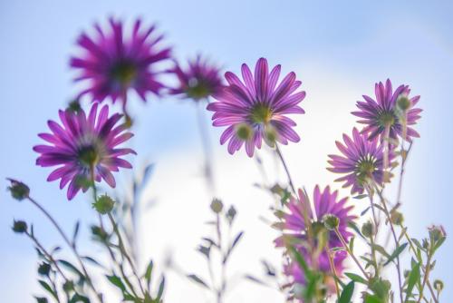 Nature -49